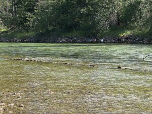 Die Traun in Bad Goisern